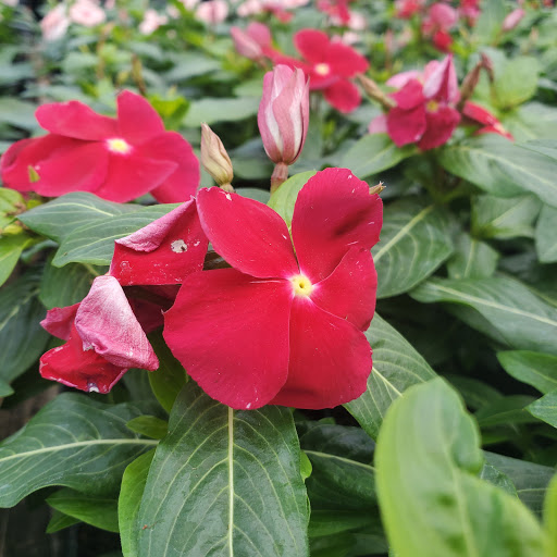 Plant Nursery «HOUSTON PLANTS & GARDEN WORLD», reviews and photos, 16726 North Fwy, Houston, TX 77090, USA