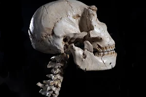 Museum of Human Evolution image