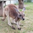 Paul Bunyan Animal Land