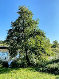 Photo n°6 de Barbecue public (Rives des Mottets) à Viviers-du-Lac ()