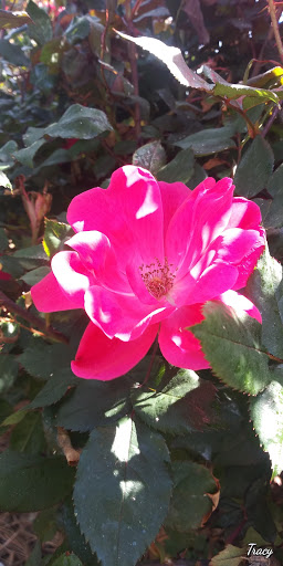 Gift Shop «Shops At Tucker House», reviews and photos, 4354 Lynburn Dr, Tucker, GA 30084, USA