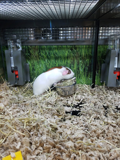 Pet Supply Store «Petco Animal Supplies», reviews and photos, 233 S Stewart Rd, Liberty, MO 64068, USA