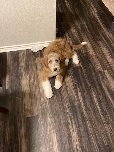 Pet Supply Store «Petco Animal Supplies», reviews and photos, 1250 William D Tate Ave #200, Grapevine, TX 76051, USA