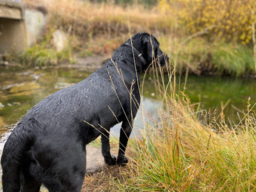 Hello Ralphie New Jersey Online Veterinarian image