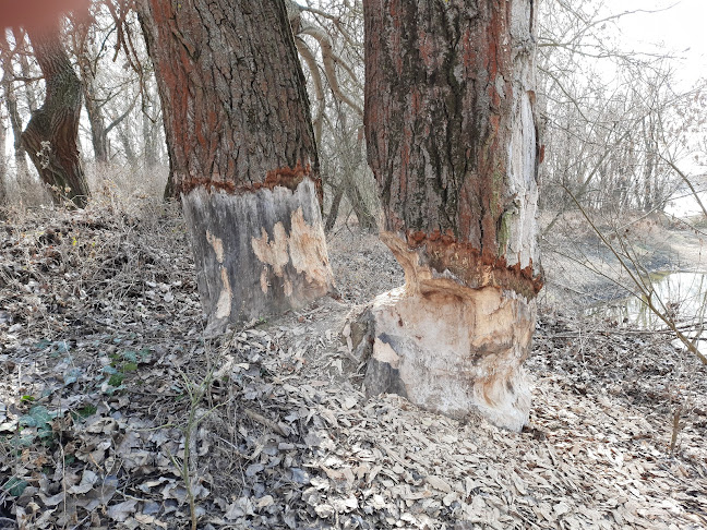 Értékelések erről a helyről: Tököli Duna-part, Tököl - Gyógyfürdő