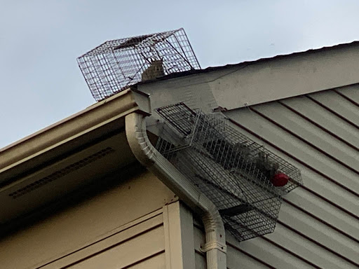 Pest Control Service «Varment Guard Environmental Services Inc.», reviews and photos