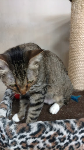 Animal Rescue Service «Pet Country», reviews and photos, 22485 El Toro Rd # A, Lake Forest, CA 92630, USA