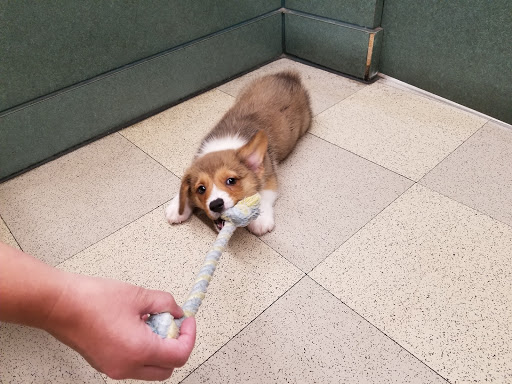 Pet Store «Petland», reviews and photos, 351 Diederich Blvd, Ashland, KY 41101, USA