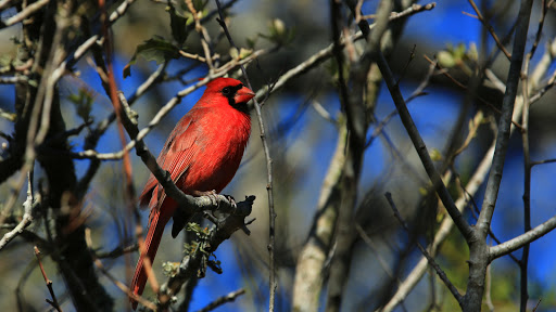 Nature Preserve «Warbler Woods», reviews and photos, 19349 Old Wiederstein Rd, Cibolo, TX 78108, USA