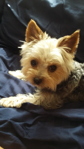 Pet Supply Store «PetSmart», reviews and photos, 1921 Gulf Fwy S, Dickinson, TX 77539, USA