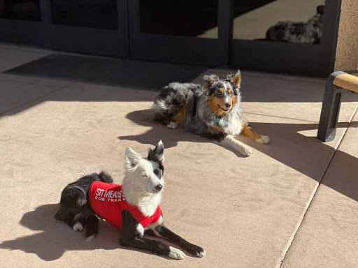 Off Leash Border Collies Of Nevada