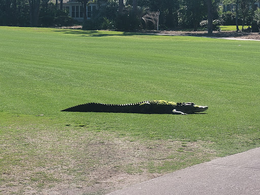 Golf Course «Golden Bear Golf Club at Indigo Run», reviews and photos, 100 Indigo Run Dr, Hilton Head Island, SC 29926, USA