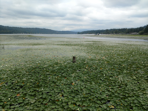 Concert Hall «Marymoor Park Concerts», reviews and photos, 6046 West Lake Sammamish Pkwy NE, Redmond, WA 98052, USA