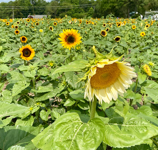 Fruit and Vegetable Store «Henley Farm», reviews and photos, 3513 Charity Neck Rd, Virginia Beach, VA 23456, USA