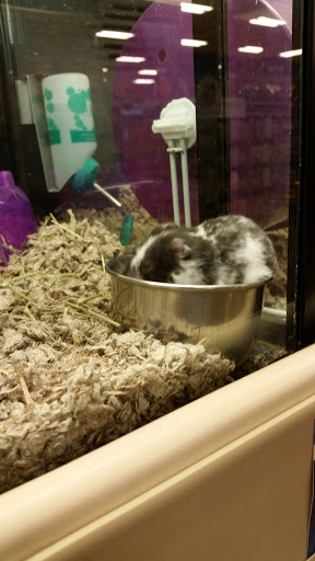 Pet Supply Store «PetSmart», reviews and photos, 1140 W Elliot Rd, Tempe, AZ 85284, USA