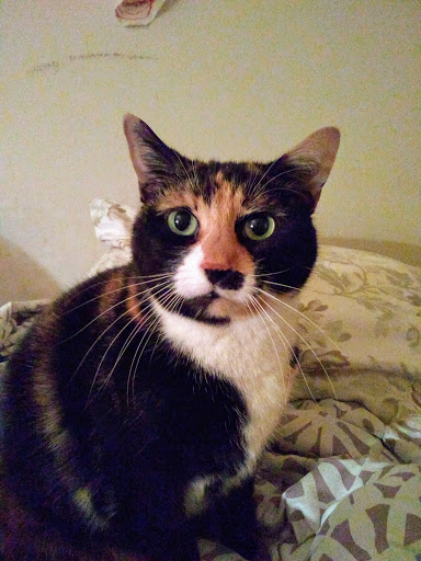 Pet Store «PetSaver Healthy Pet Superstore (Brighton Location)», reviews and photos, 2947 Monroe Ave, Rochester, NY 14618, USA