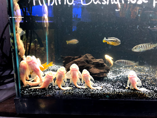 Pet Store «Fish Bowl Aquarium & Pet Mart», reviews and photos, 725 Providence St, West Warwick, RI 02893, USA