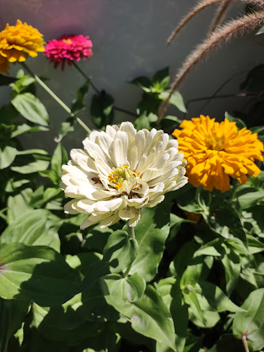 Shopping Mall «Sugar House Shopping Center», reviews and photos, 2274 S 1300 E, Salt Lake City, UT 84106, USA