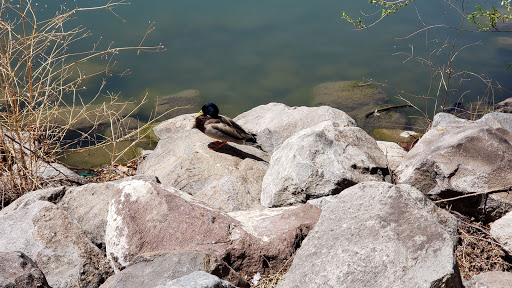 Nature Preserve «Virginia Lake», reviews and photos, 1980 Lakeside Dr, Reno, NV 89509, USA