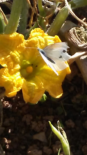 Dairy Farm «Milky Way Farm», reviews and photos, 521 E Uwchlan Ave, Chester Springs, PA 19425, USA