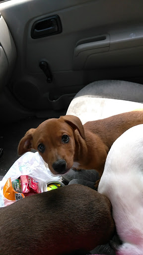 Animal Hospital «Animal Medical Corpus Christi», reviews and photos, 6822 Everhart Rd, Corpus Christi, TX 78413, USA