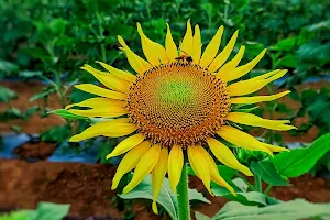 Sunflower Field - Palasserimadu image