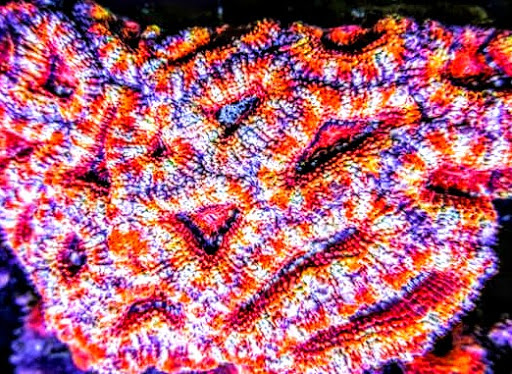 Tropical Fish Store «Arizona Custom Aquariums», reviews and photos, 3817 N Oracle Rd #A, Tucson, AZ 85705, USA