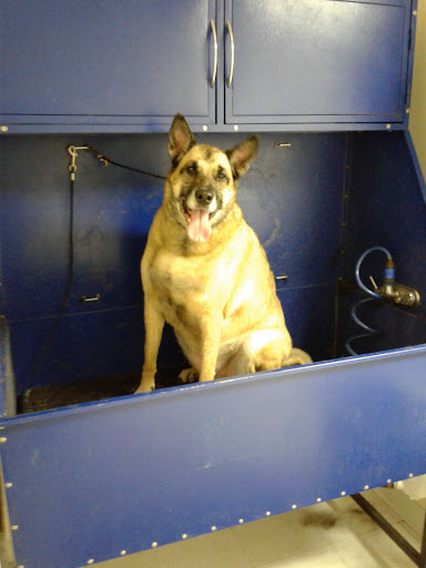 Dog Trainer «Dog Essentials, LLC», reviews and photos, 2948 Guilderland Ave, Rotterdam, NY 12306, USA