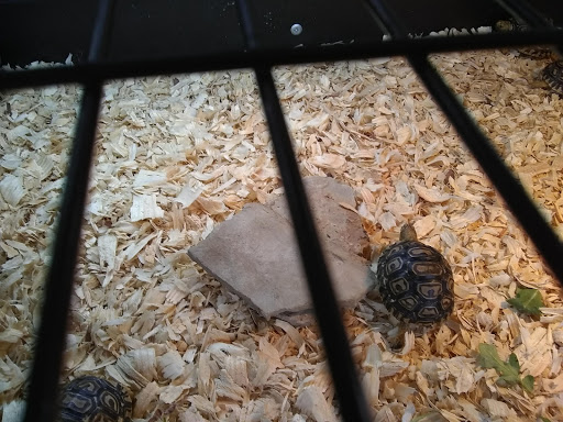 Pet Store «Boiling Springs Pet World», reviews and photos, 2651 Boiling Springs Rd, Spartanburg, SC 29316, USA