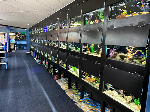 Bermuda Triangle Tropical Fish