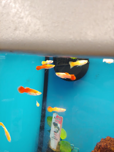 Pet Supply Store «Petco Animal Supplies», reviews and photos, 22000 Dulles Retail Plaza #110, Sterling, VA 20166, USA