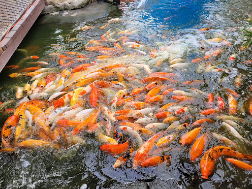 Amusement Center «Lucky Land», reviews and photos, 8625 Airline Dr, Houston, TX 77037, USA