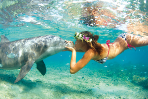 Oahu Swim with Dolphins Tour image