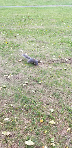 Park «Clasky Common Park», reviews and photos, Purchase St, New Bedford, MA 02740, USA