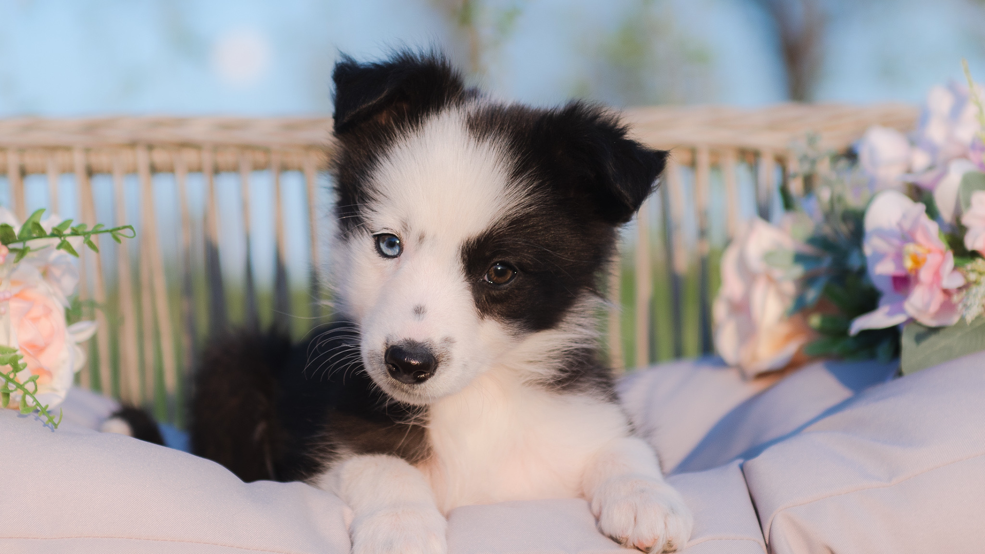 2J 2K Border Collies & Maremma Sheepdogs