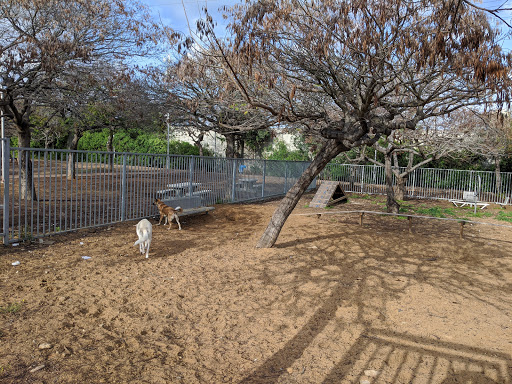 Jesse Cohen Dog Park