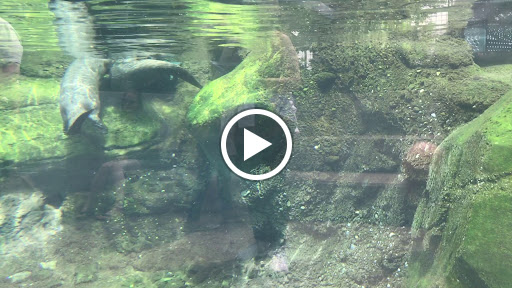 Natural History Museum «Cleveland Museum of Natural History», reviews and photos, 1 Wade Oval Dr, Cleveland, OH 44106, USA