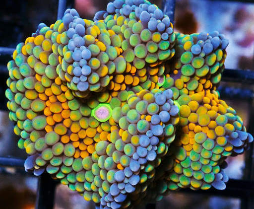 Pet Supply Store «Pacific East Aquaculture», reviews and photos, 107 School St, Mardela Springs, MD 21837, USA