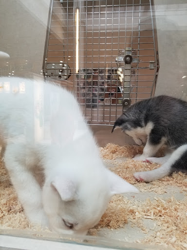 Pet Store «Alley Cat Pet Center», reviews and photos, 8700 NE Vancouver Mall Dr, Vancouver, WA 98662, USA