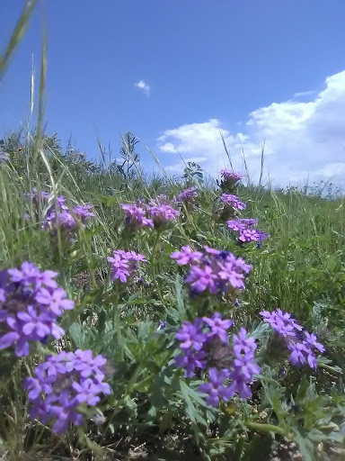 Golf Course «Walking Stick Golf Course», reviews and photos, 4301 Walking Stick Blvd, Pueblo, CO 81001, USA
