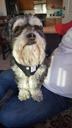 Pet Store «Peek-A-Dog Pet Grooming Adoptions», reviews and photos, 8452 State St, Lynwood, CA 90262, USA