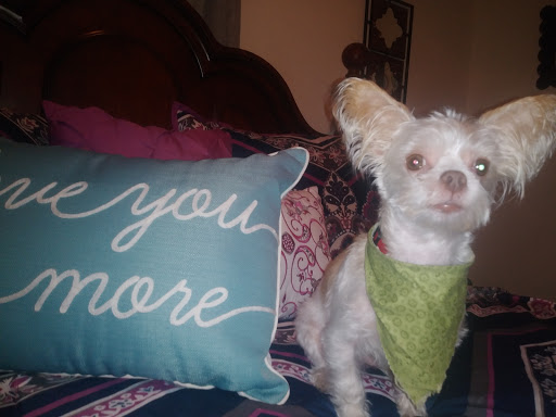 Murphysboro Veterinary Clinic