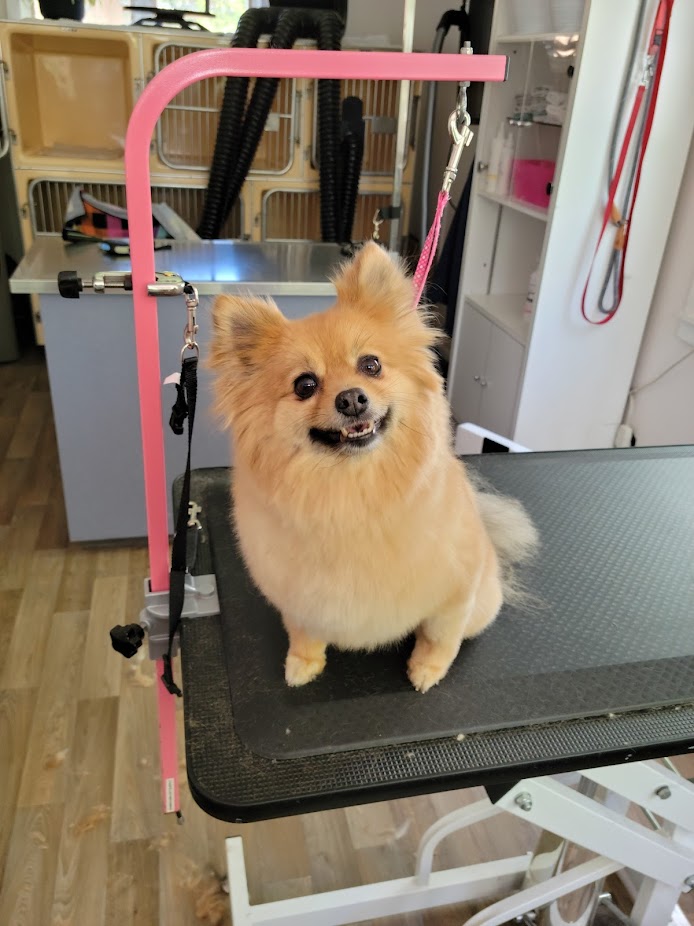 At Maggie's Groomer