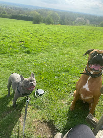 WitsEnd Dog Training - Leicester - Photo 5 - Car repair in Leicester, United Kingdom, Kingsport