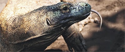Photos of Bali's Reptile Park