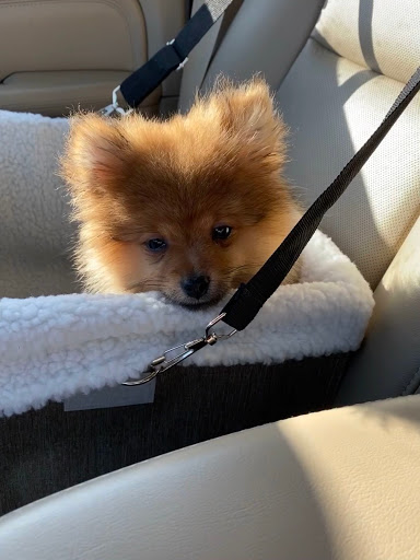 Pet Store «Perfect Pup Inc», reviews and photos, 2400 E Main St, St Charles, IL 60174, USA