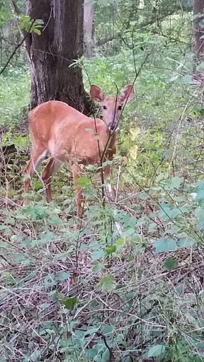 Park «Marquardt Park», reviews and photos, Brookhigh Dr, Brooklyn, OH 44144, USA