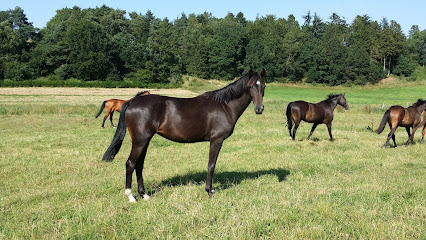 Serupgård Horse Breeding v. Heidi Bickham