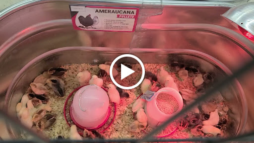 Home Improvement Store «Tractor Supply Co.», reviews and photos, 1212 N Queen St, Martinsburg, WV 25404, USA