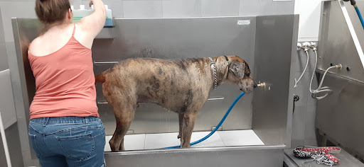 Pet Supply Store «Pet Supplies Plus», reviews and photos, 9143 Little Rd, New Port Richey, FL 34654, USA